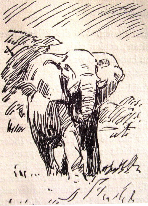 Bild Elefantenbulle von Uli Aschenborn